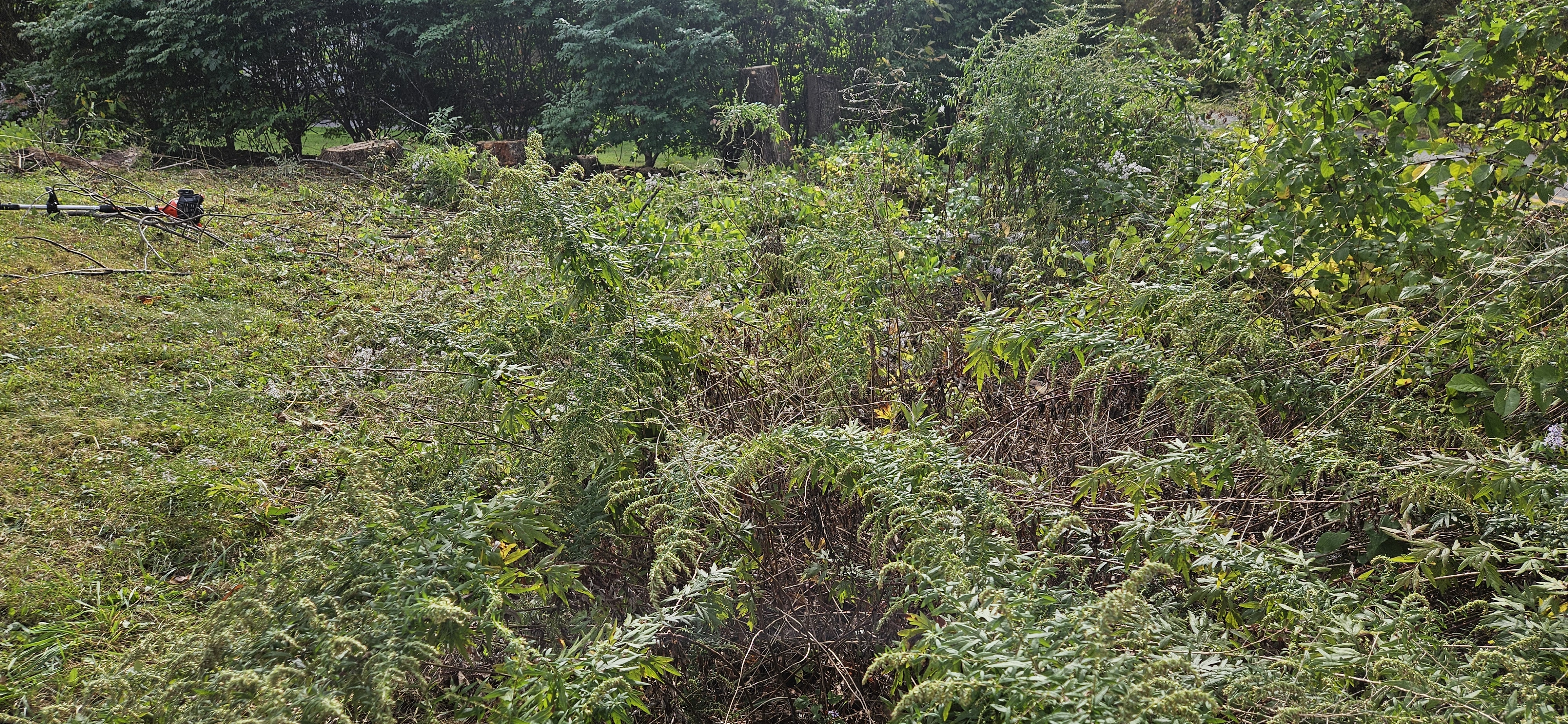 Before Land Clearing